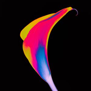 wkl 03 Wilhelm Kleinoder   Calla im blauen Kleid Divierenz